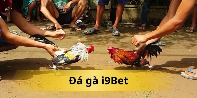 Đá gà i9bet là lựa chọn không thể thiếu cho kê thủ