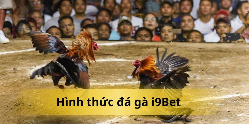 Các hình thức chọi gà đang được triển khai tại i9bet