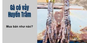 Vảy gà huyền trâm